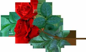 Раскраска роза для детей #29 #143004