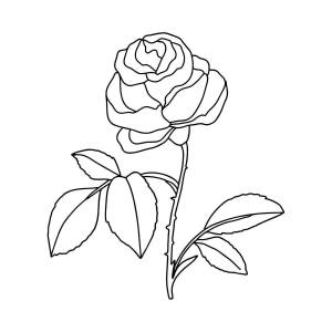 Раскраска роза для детей #30 #143005