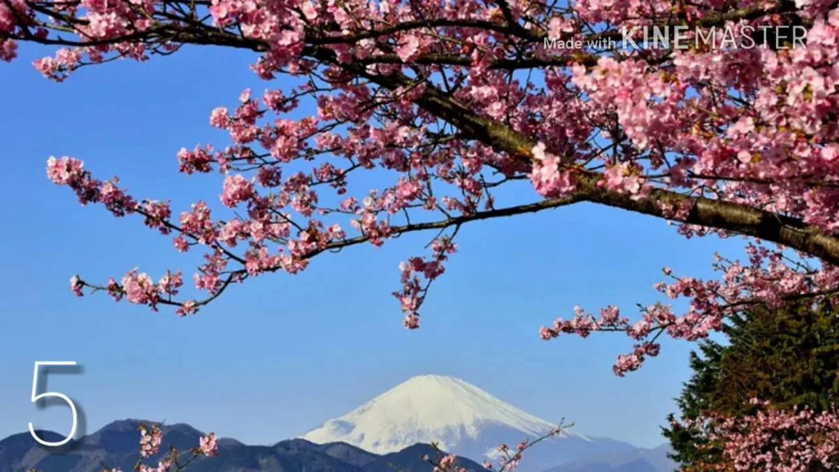 Сакура самая. Саппоро Сакура. Далат Сакура. Цветущая Сакура в Японии. Период цветения Сакуры в Японии.