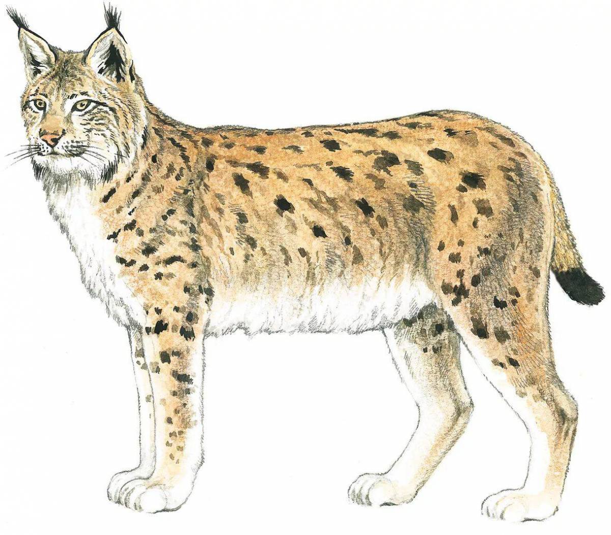 Рыст. Рысь (Lynx Lynx) на белом фоне. Рысь для детей. Рысь рисунок. Рысь картинка для детей.