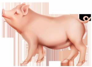 Раскраска свинья для детей #12 #147165