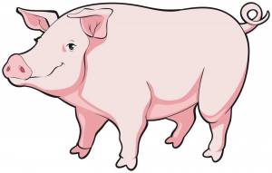 Раскраска свинья для детей #15 #147168