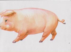 Раскраска свинья для детей #24 #147177