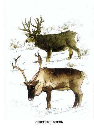 Раскраска северный олень для детей #6 #147602