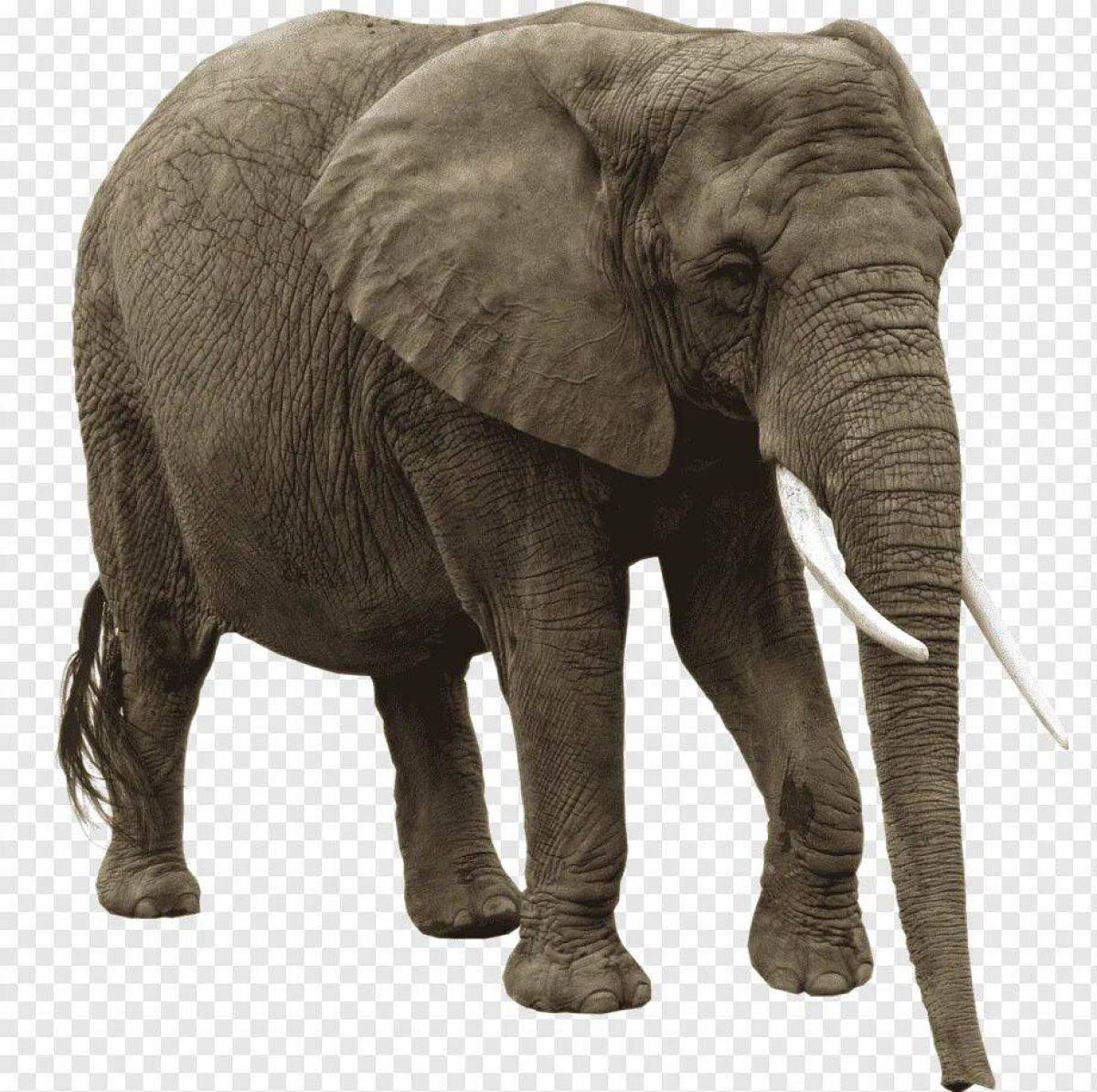 Elephant present. Слон. Слон без фона. Животные на прозрачном фоне. Изображение слона.