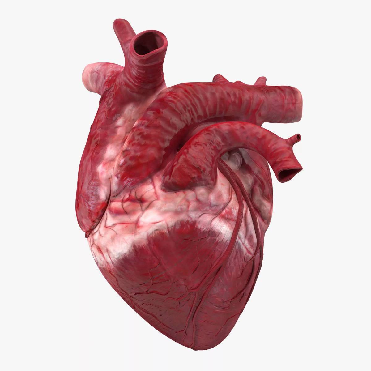 Сердце человека картинки
