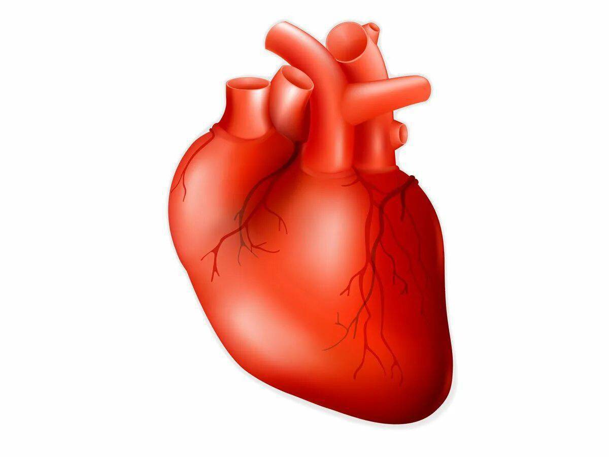 Орган сердце человека рисунок. Сердце человека для детей.