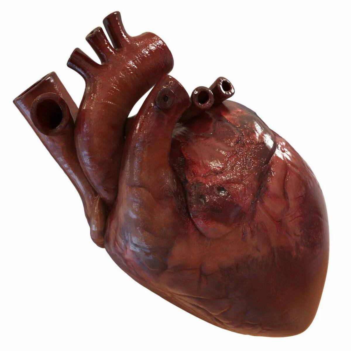 Сердце человека #4