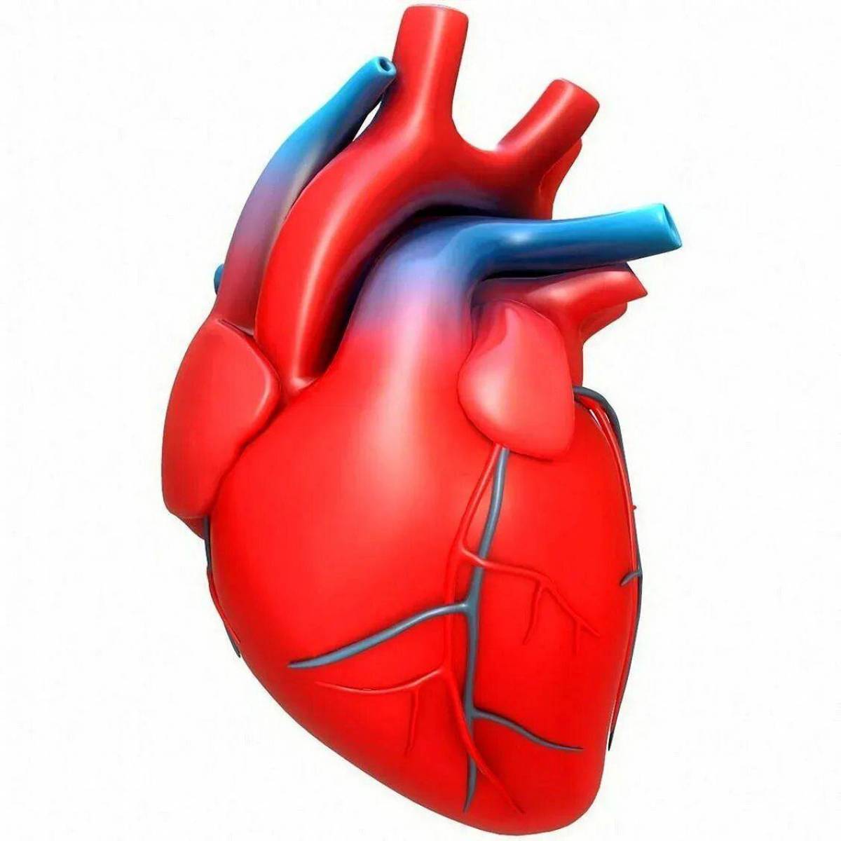 Сердце человека #12