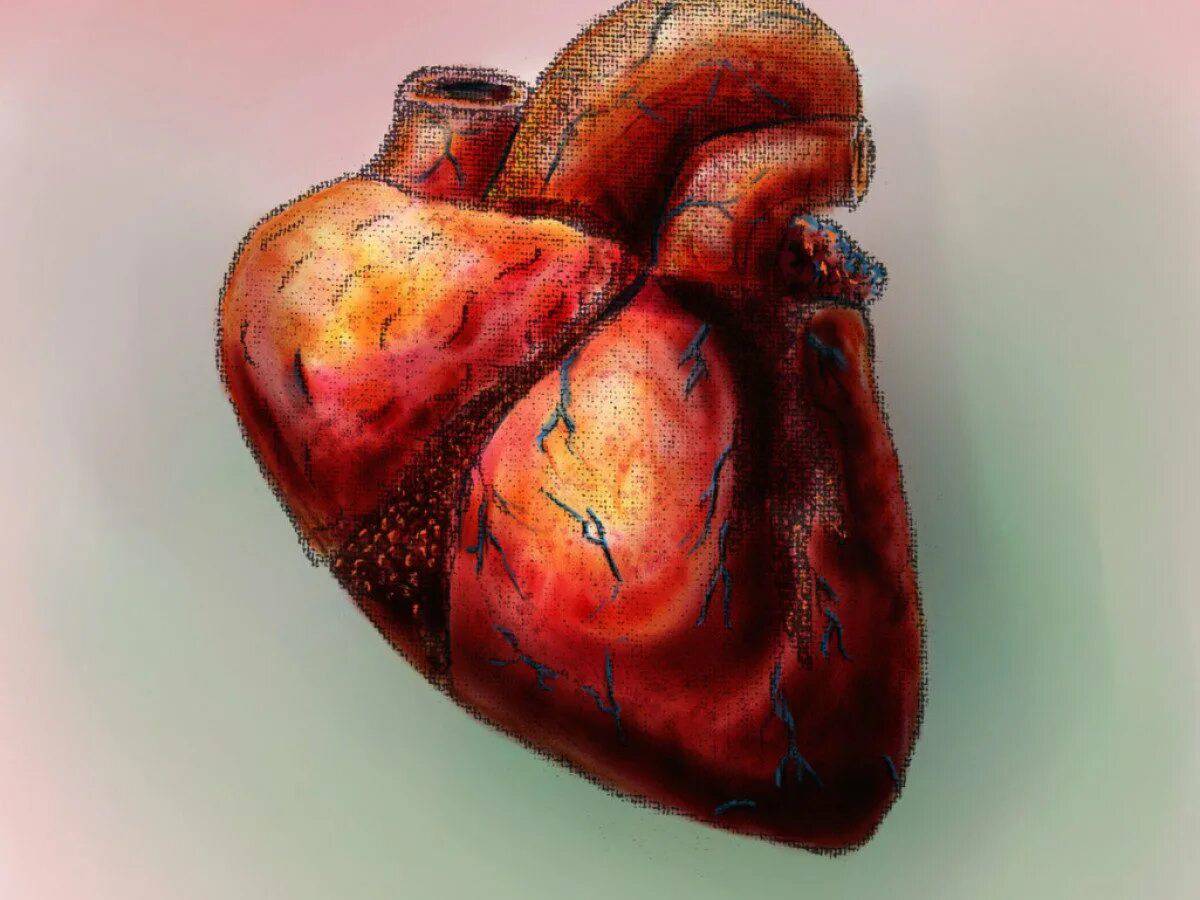 Сердце человека #14