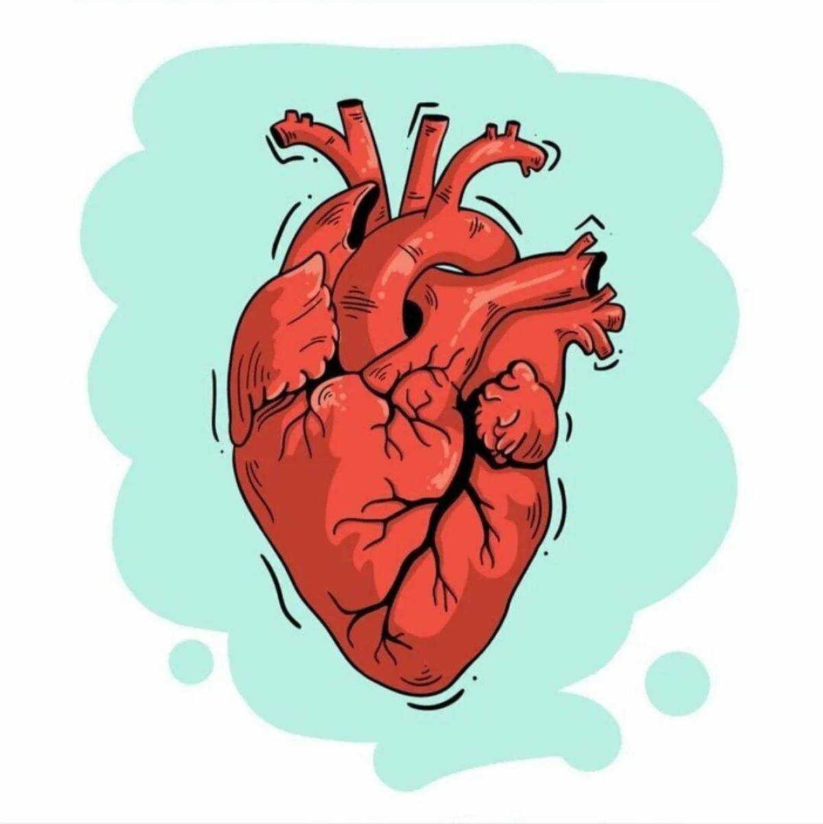 Картинка сердца человека