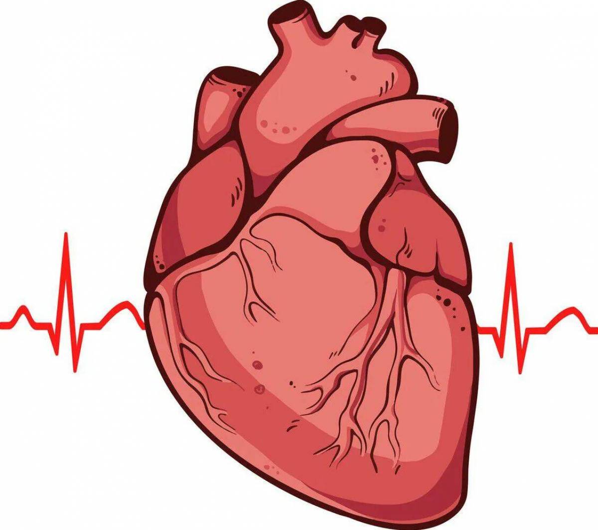 Сердце человека #26