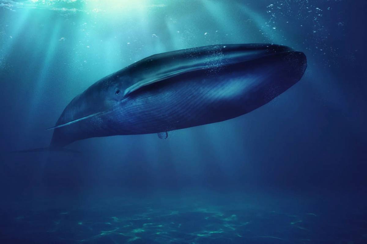 Синий кит #2