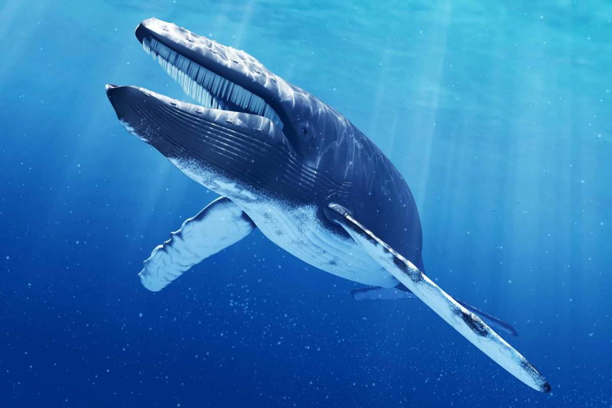 Синий кит #3