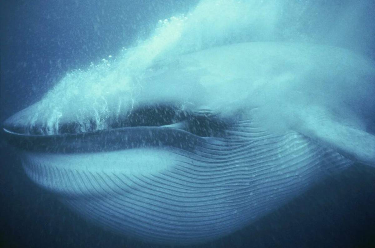 Синий кит #8