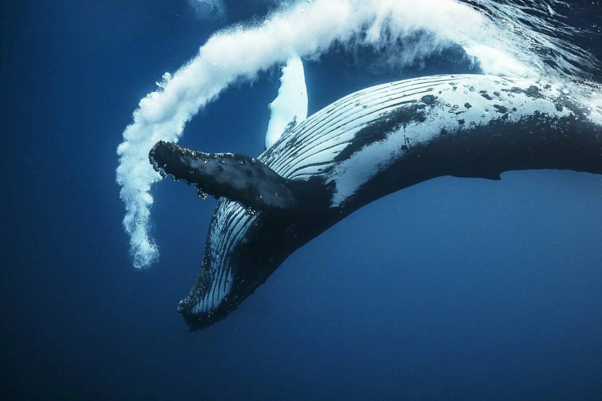 Синий кит #11