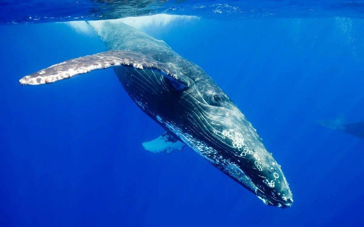 Синий кит #13