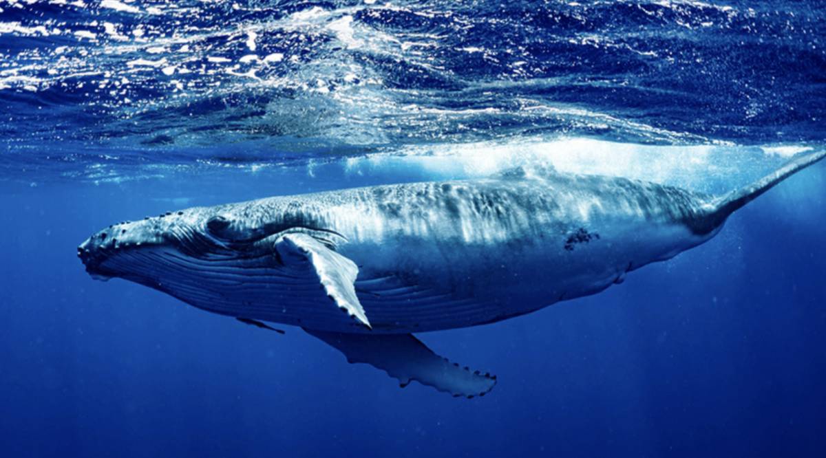 Синий кит #15