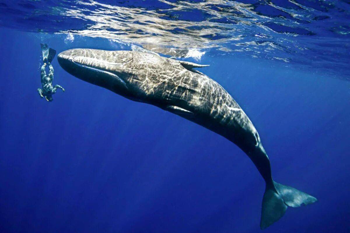 Синий кит #16
