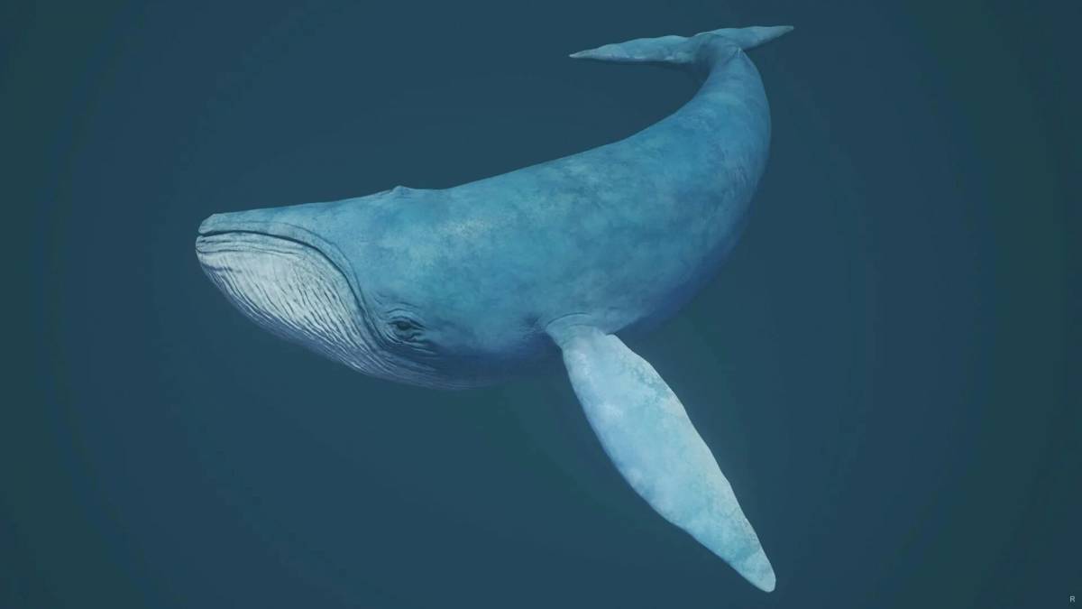 Синий кит #17