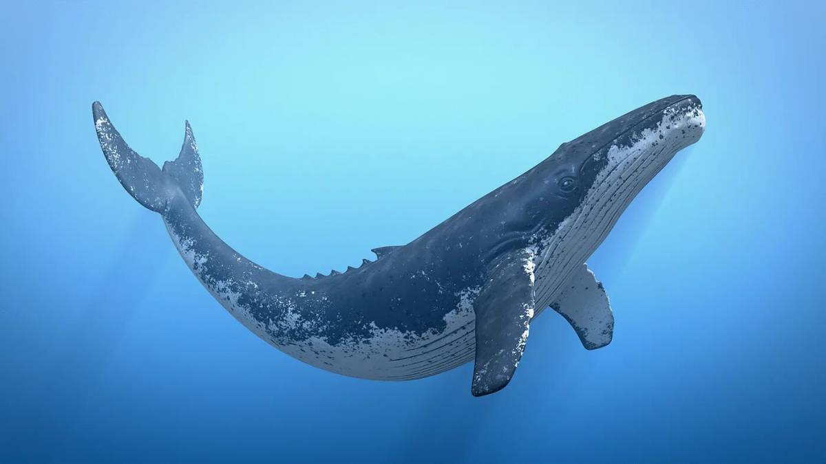 Синий кит #18