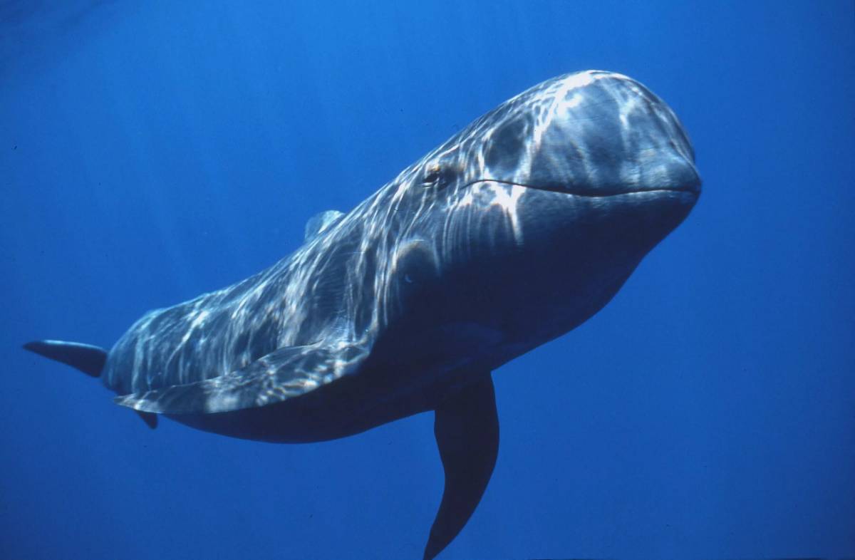 Синий кит #19