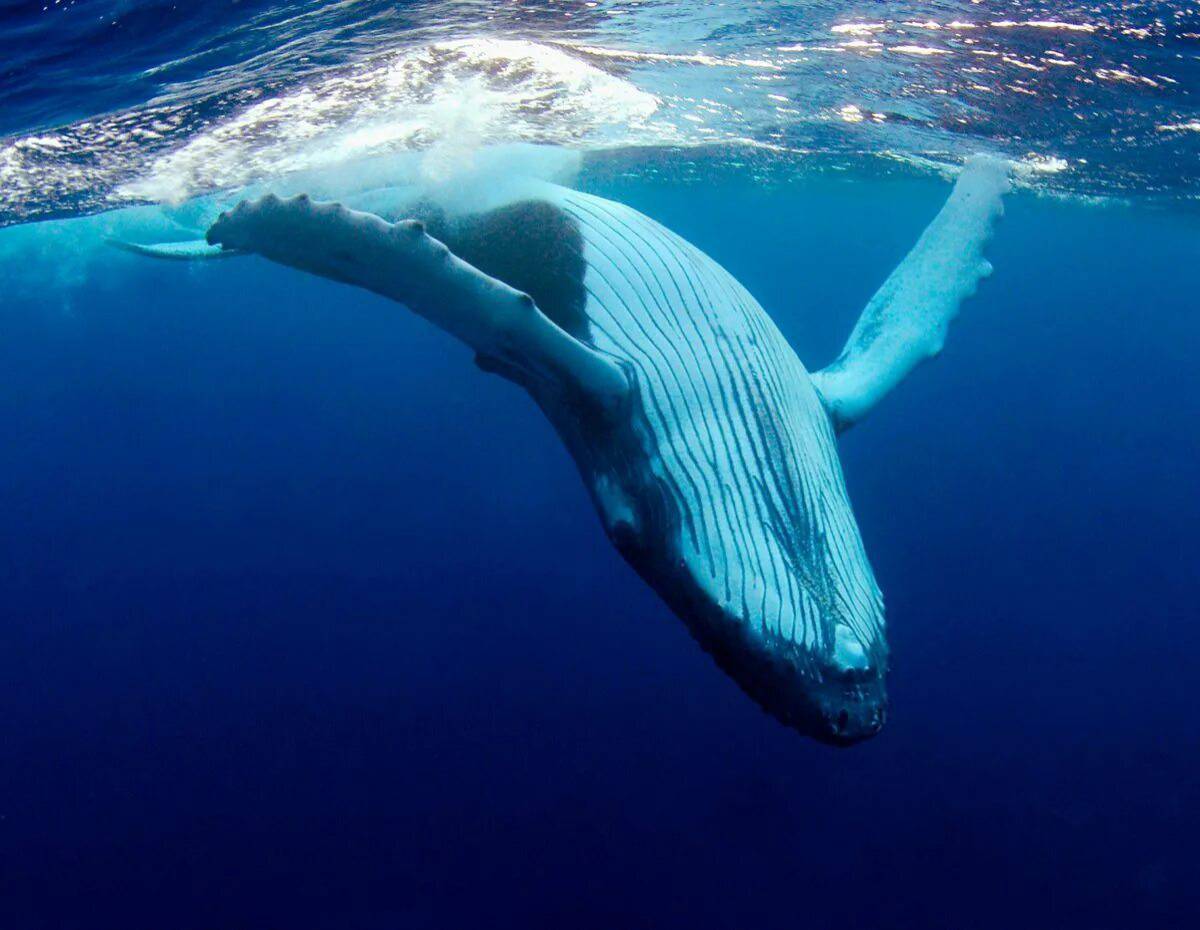 Синий кит #20