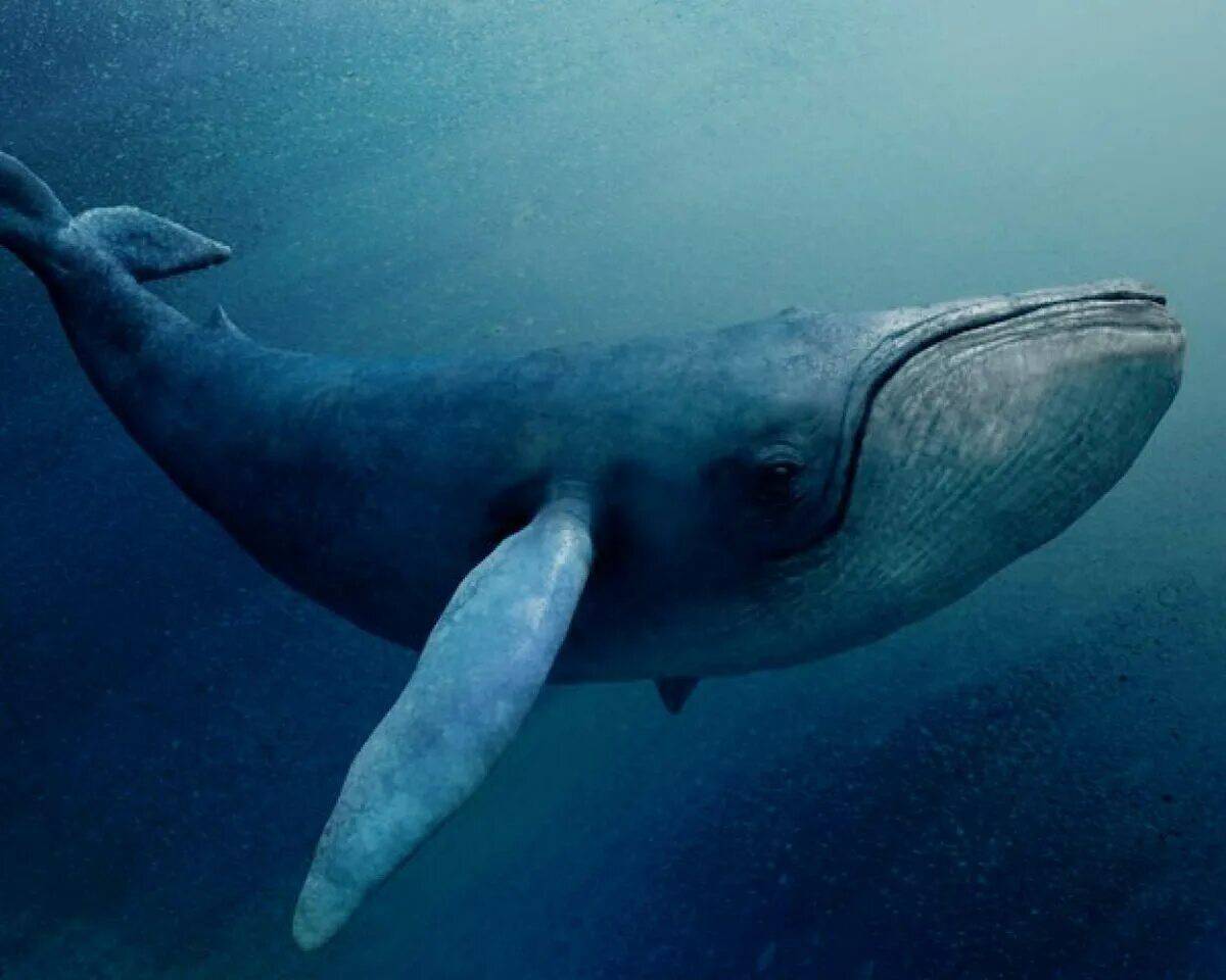 Синий кит #23