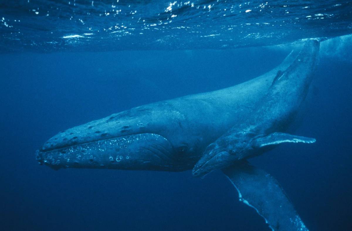 Синий кит #25