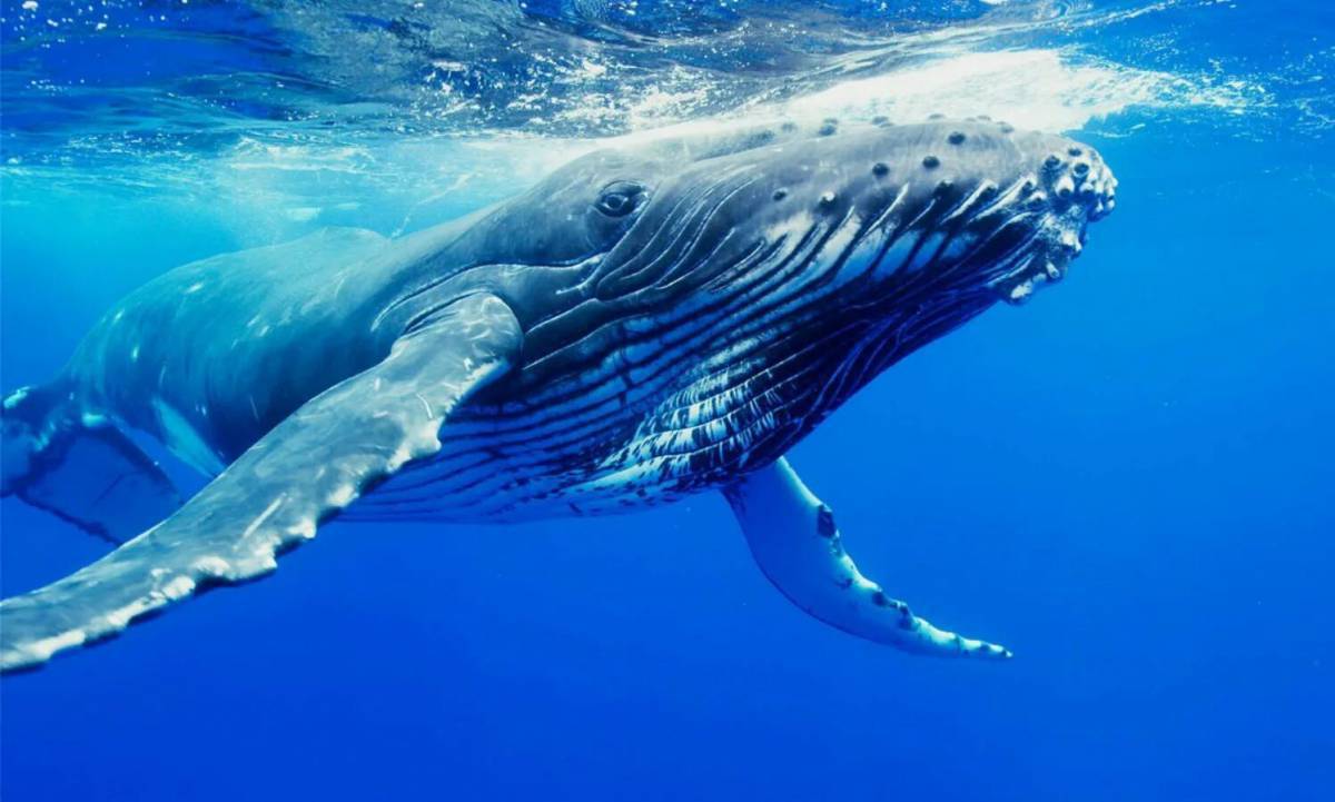 Синий кит #26