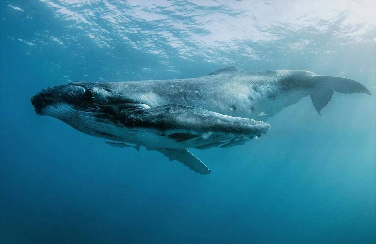 Синий кит #29
