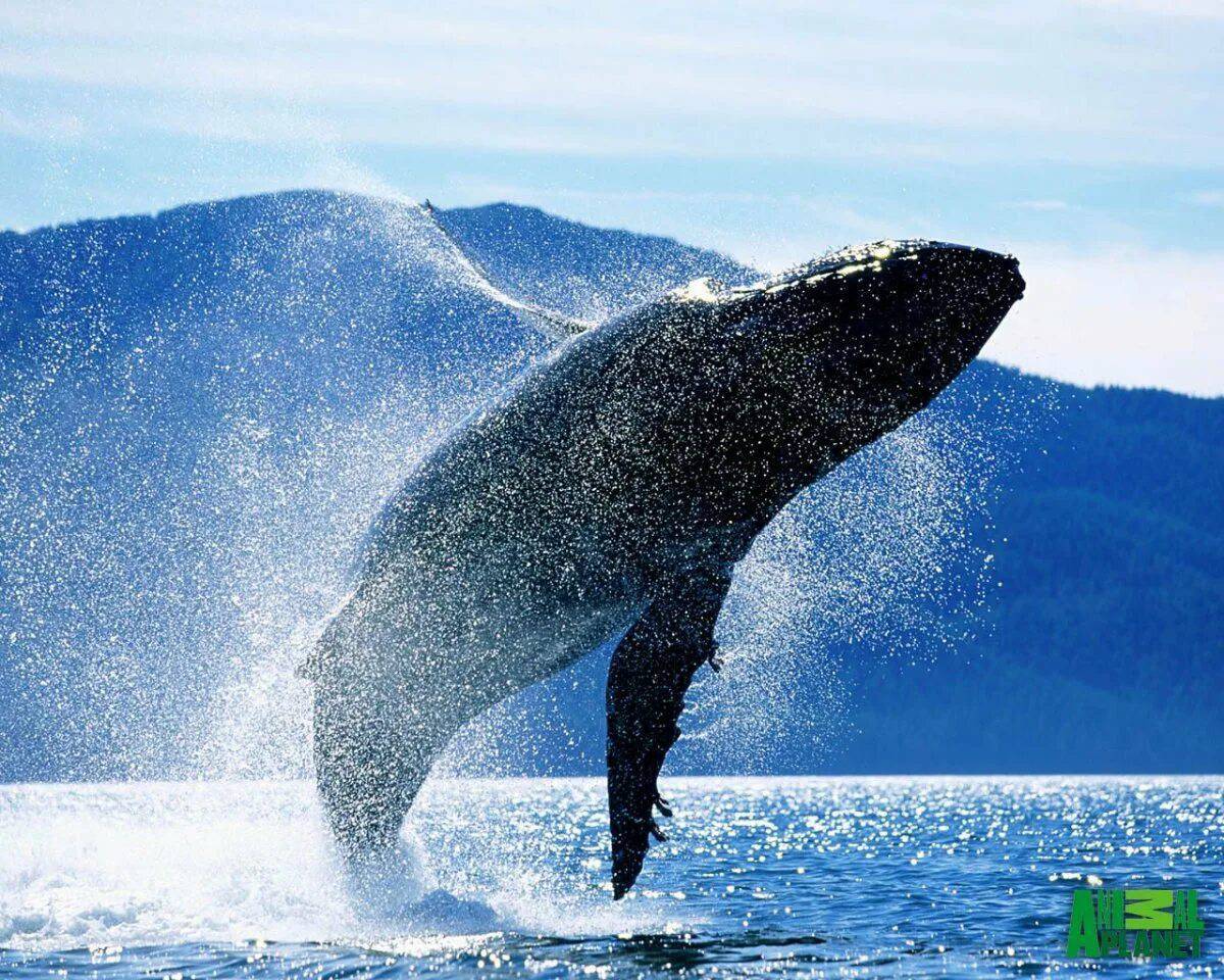 Синий кит #30