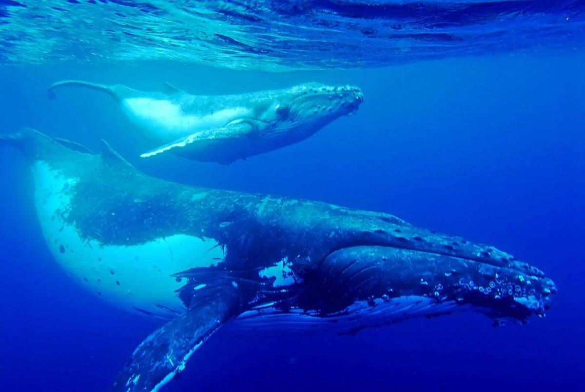 Синий кит #31