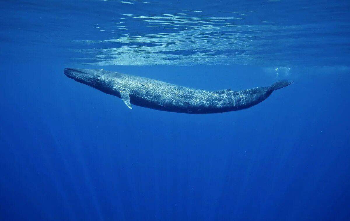 Синий кит #32