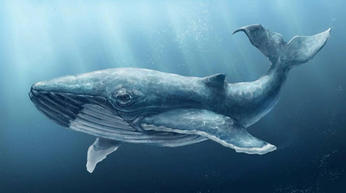 Синий кит #33