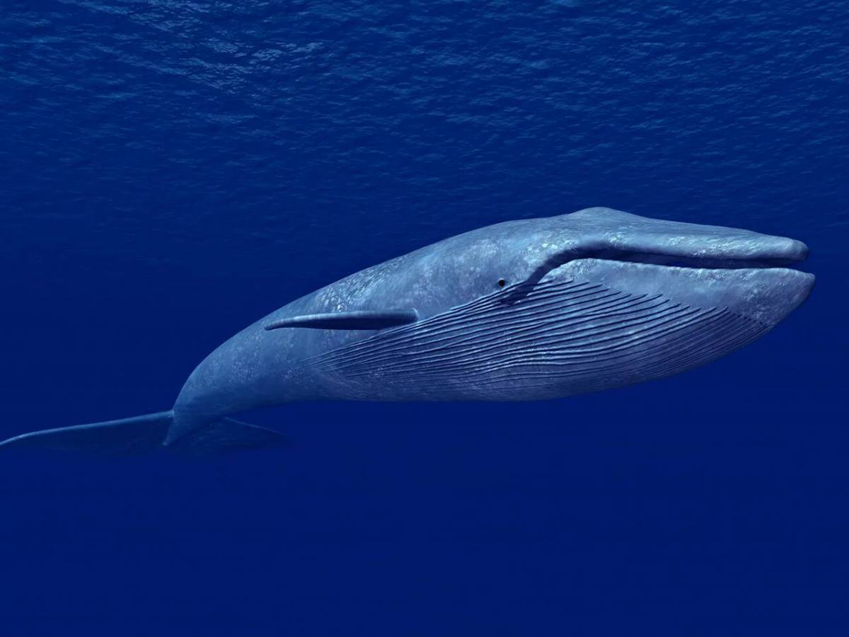 Синий кит #34