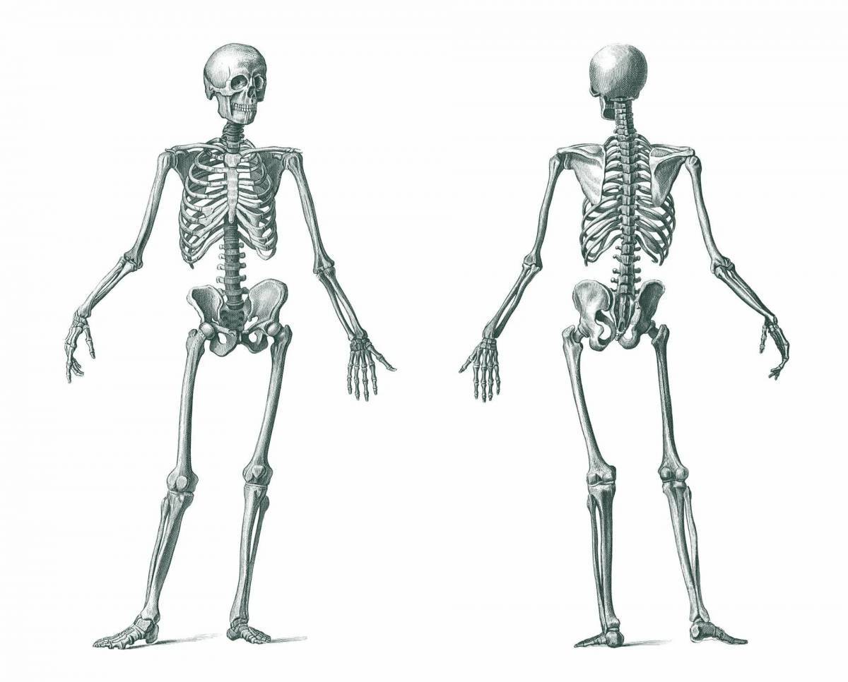 Скелет человека #1