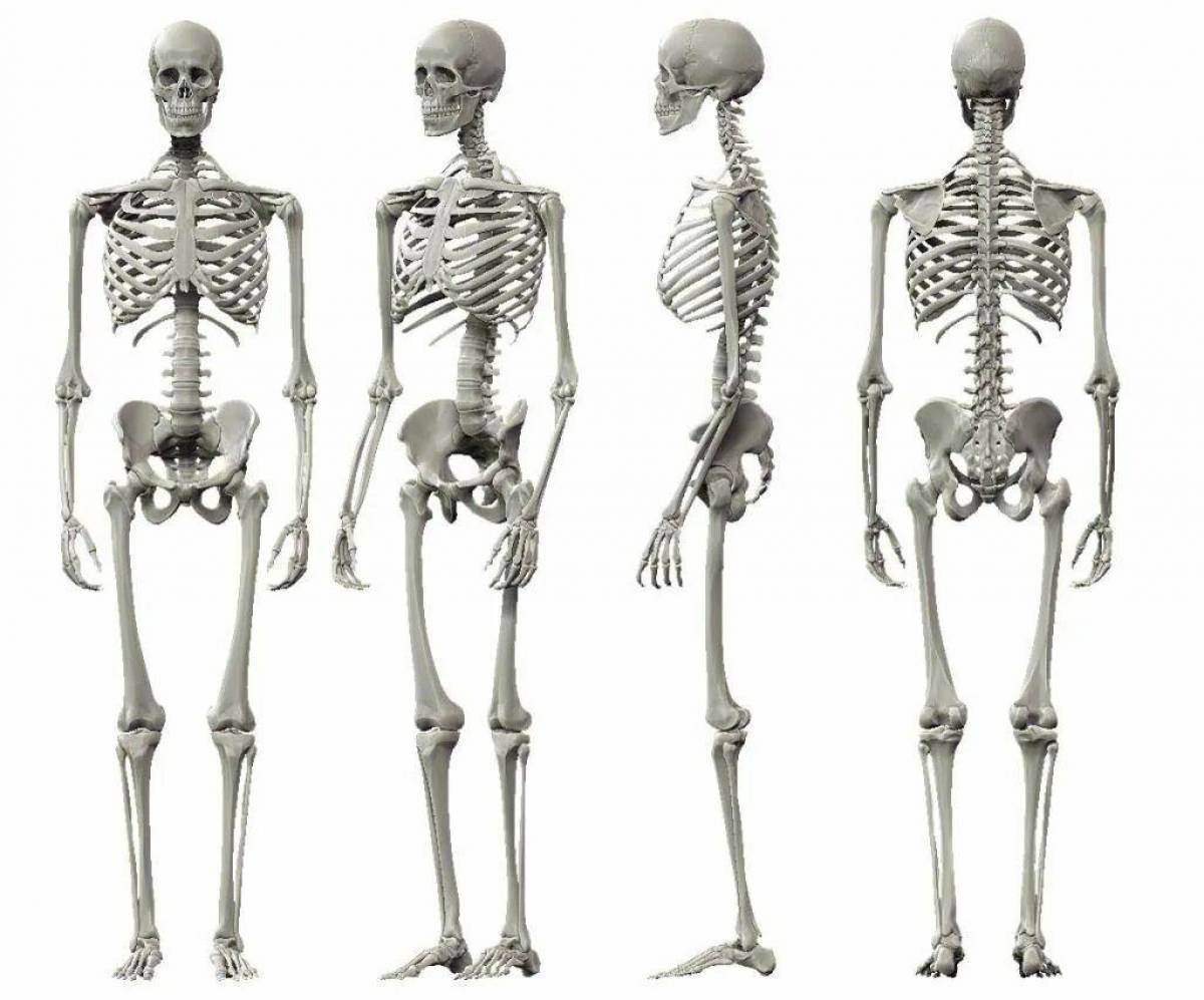 Скелет человека #2