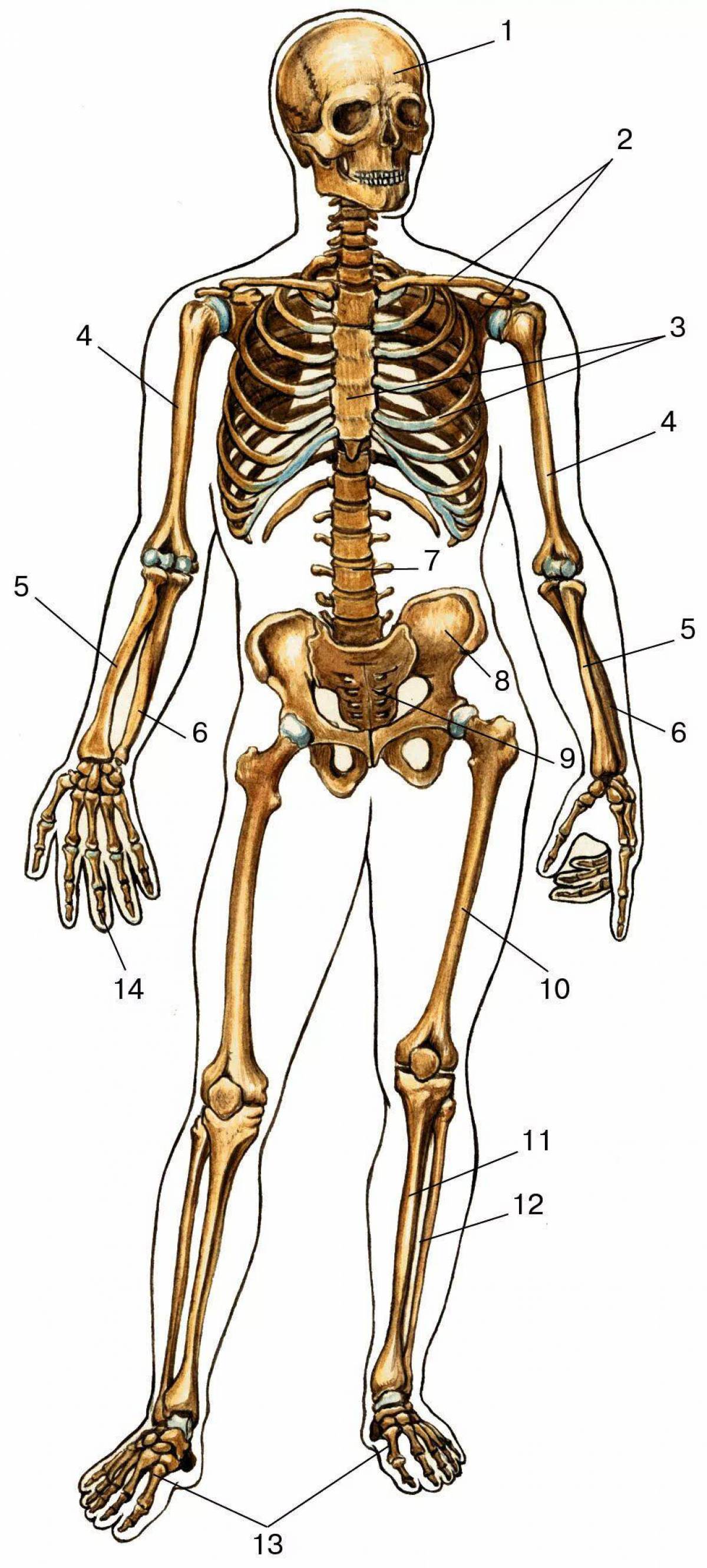 Скелет человека #6
