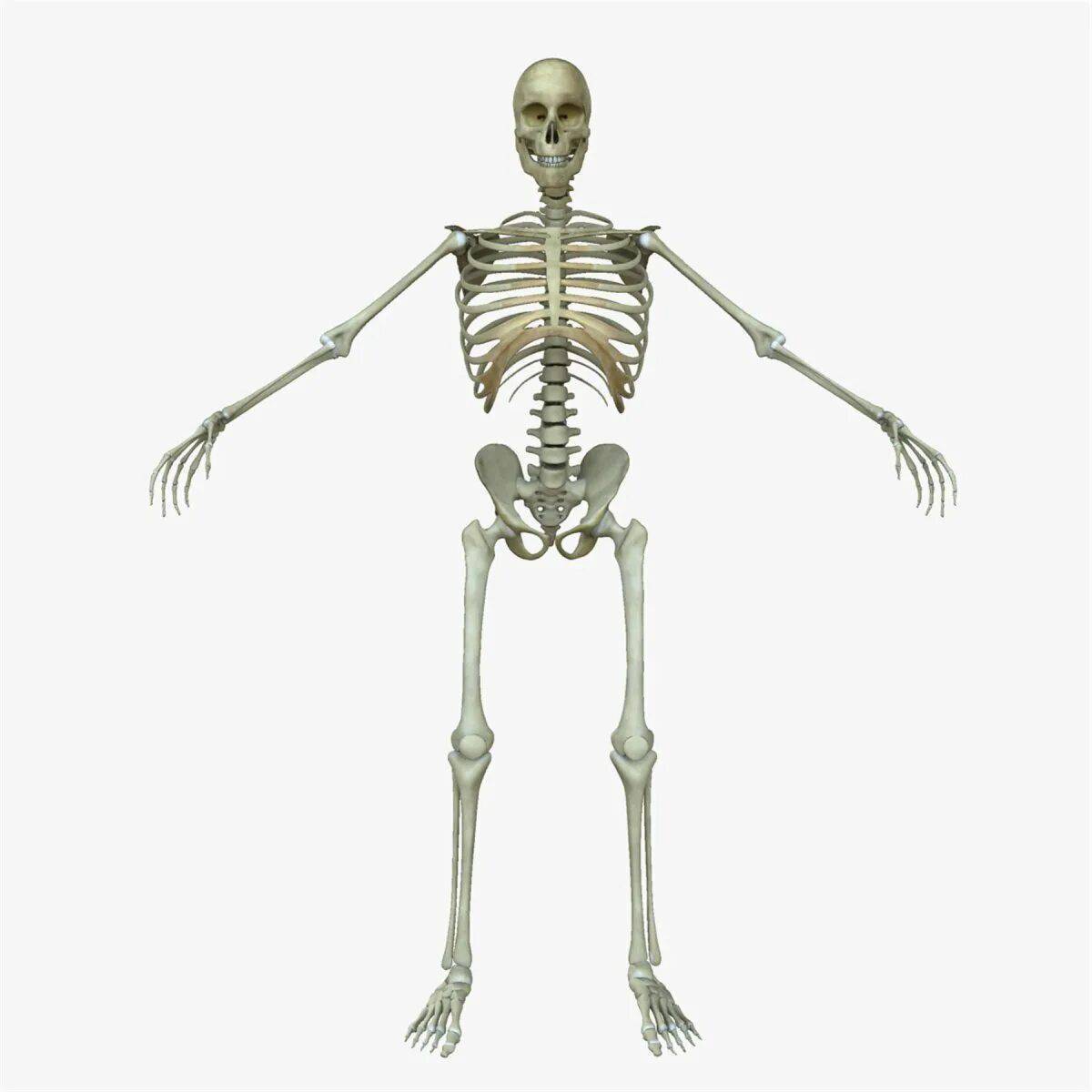 Скелет человека #10