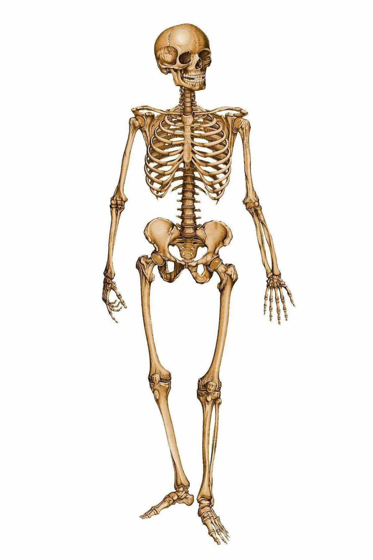 Скелет человека #13