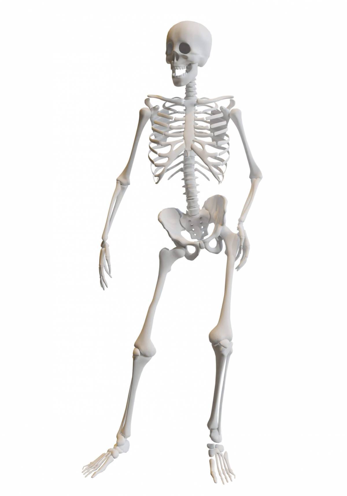 Скелет человека #18