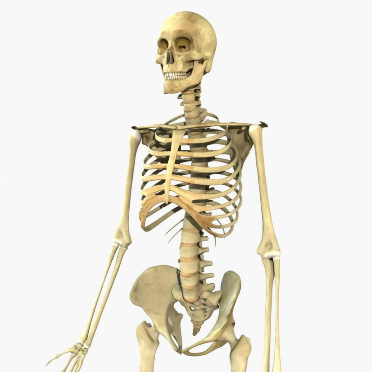 Скелет человека #20