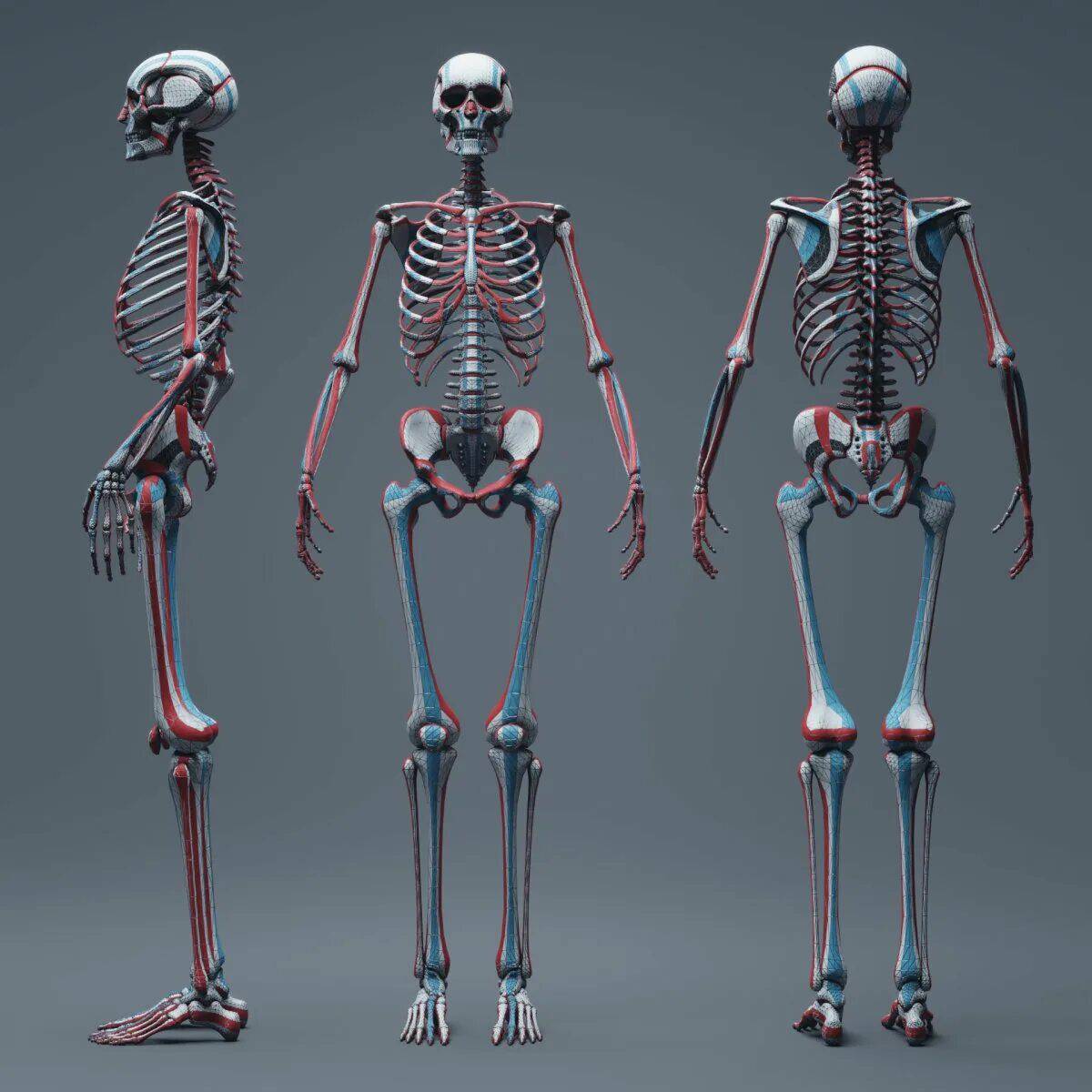 Скелет человека #22