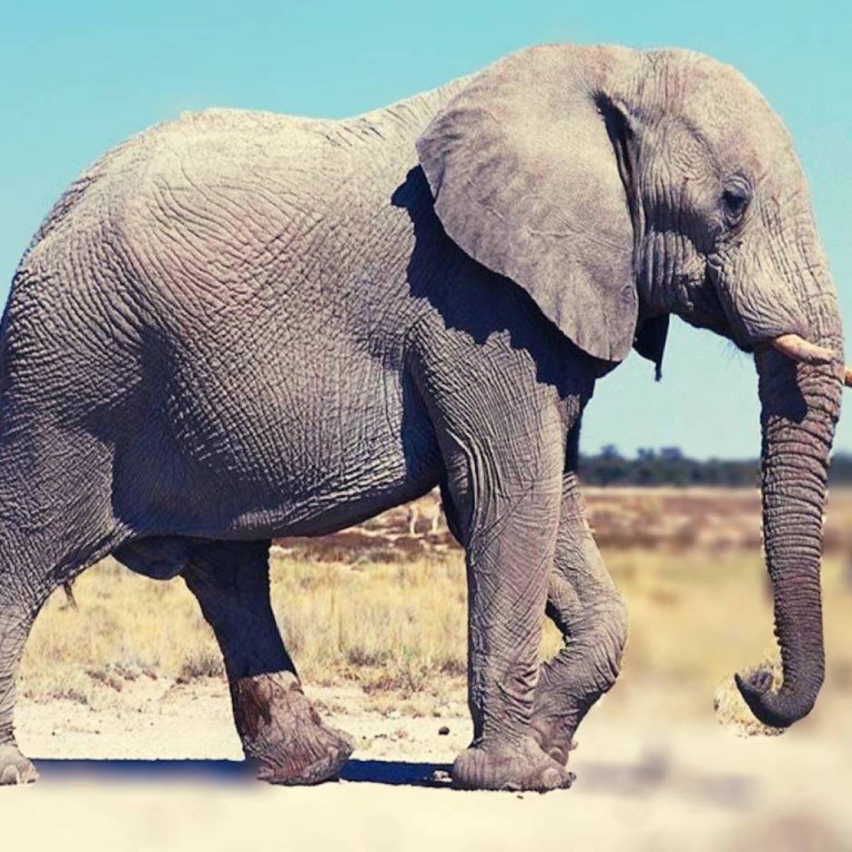 Слоненок #24