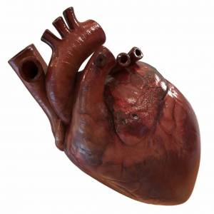 Раскраска сердце человека #4 #148128