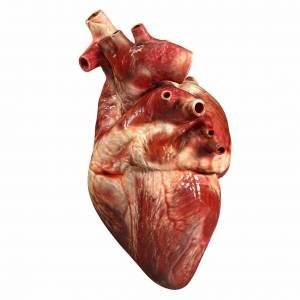 Раскраска сердце человека #10 #148134