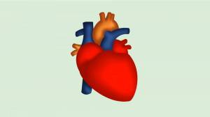 Раскраска сердце человека #17 #148141
