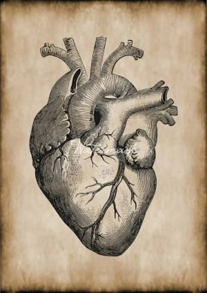 Раскраска сердце человека #20 #148144