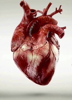 Раскраска сердце человека #25 #148149
